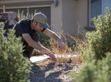 Native Plants Keep Homes Resilient