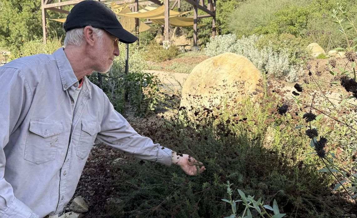 As a horticultural educator at the Theodore Payne Foundation, Erik Blank guides visitors through selecting and maintaining native plants that can help slow fire near homes.