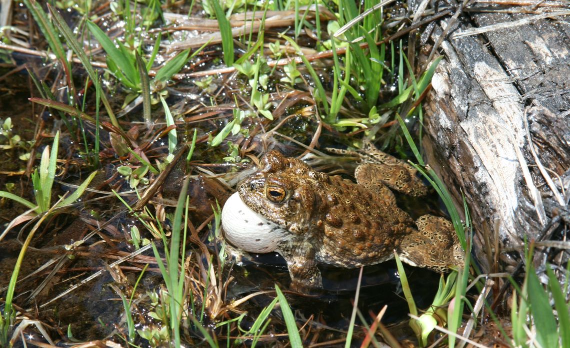 A toad with an inflated vocal sac sits among grass and water beside a log.