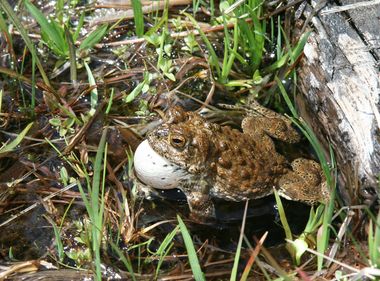 Keeping Threatened Toads Safe During Breeding Season