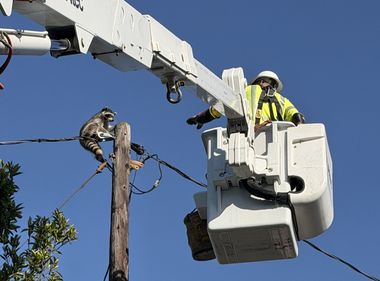 SCE Crew Pulls Off a Raccoon Rescue