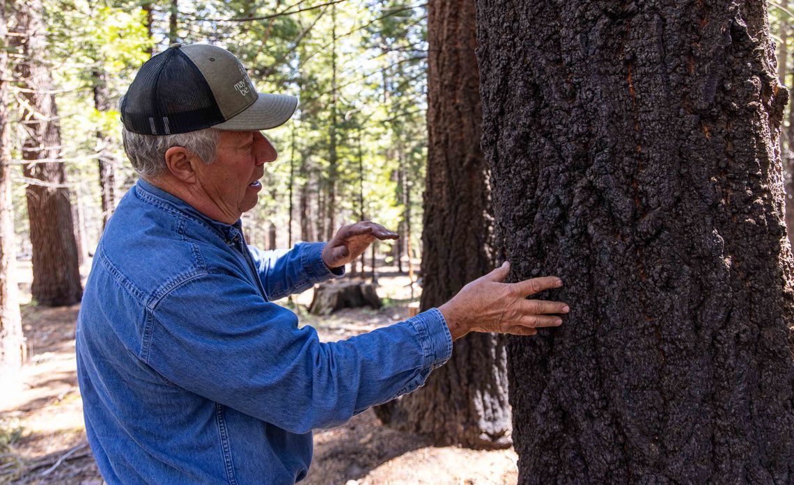 SCE’s Proactive Forest Management Helps Slow Wildfires