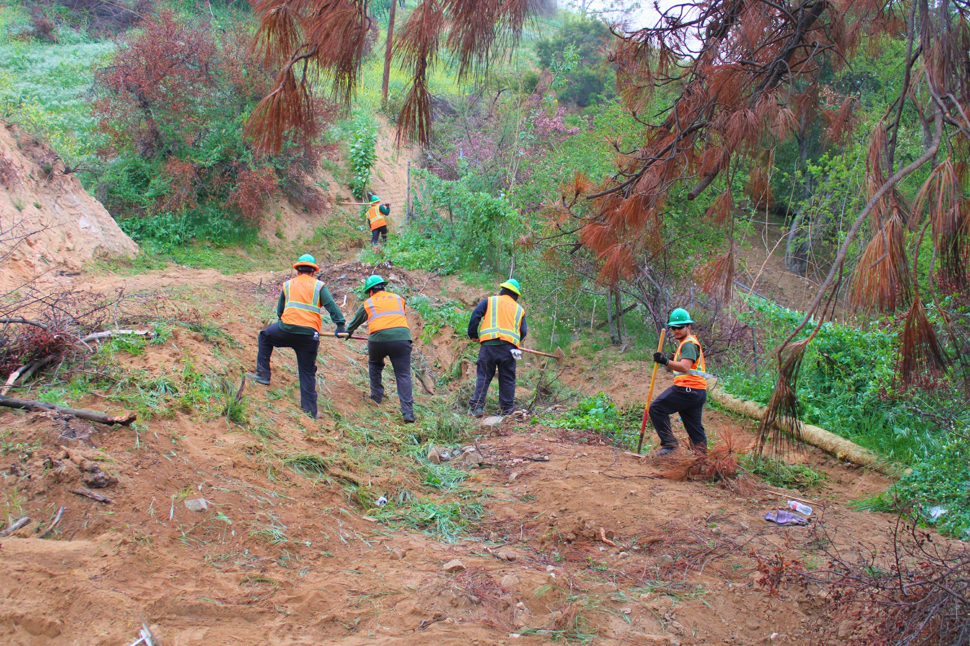 The Altadena Crest Trail takes shape again as an LA Conservation Corps crew member clears charred debris left behind by the Eaton Fire. 