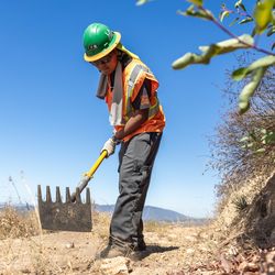 Julio Olivares, 20, clears brush along the fire-damaged Altadena Crest Trail as part of an LA Conservation Corps crew restoring the 5.5-mile path burned in the Eaton Fire.