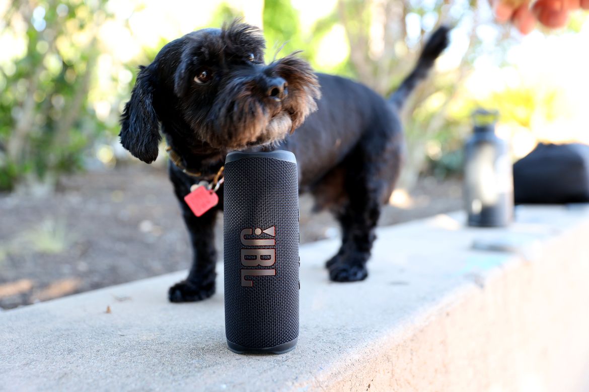 JBL Flip 6 Dog