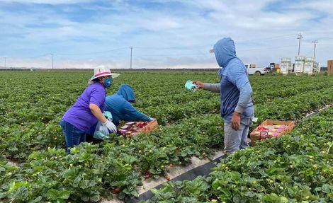Trabajadores agrícolas cerca de Santa María 01AF7BE5-D7F3-4E0F-BCED-72384AE453EC