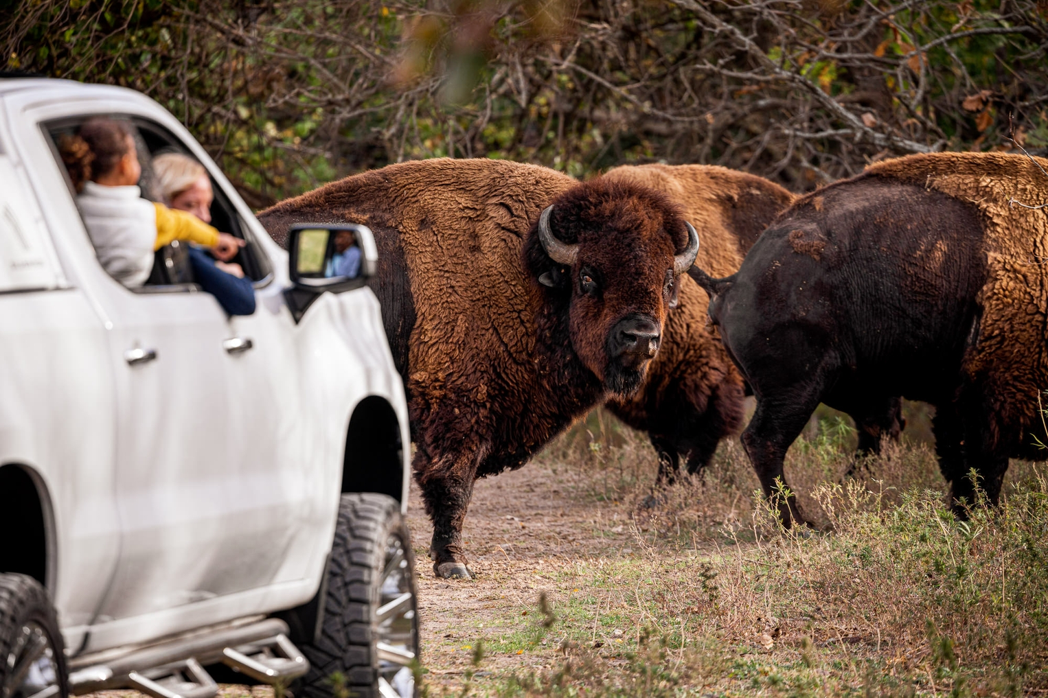 wsp bison and truck 10best