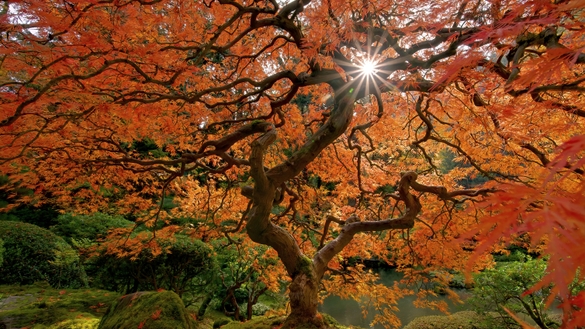 A Celebration of Fall in Portland