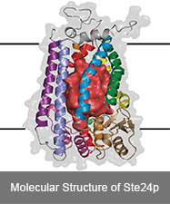 Diagram of the membrane protein Ste24p.