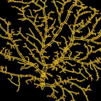 New Research Points to Mercury’s Long-term Effects