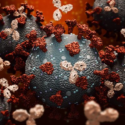 ‘Immune Distraction’ from Previous Colds Leads to Worse COVID Infections