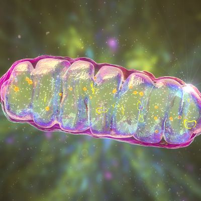 Solar Panels for Cells: Light-Activated Proton Pumps Generate Cellular Energy, Extend Life