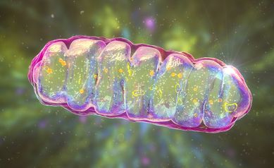 Solar Panels for Cells: Light-Activated Proton Pumps Generate Cellular Energy, Extend Life