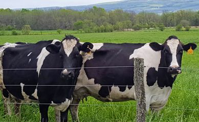 Cancer in Rural Upstate NY: Study Reveals Obstacles, Opportunities for Care