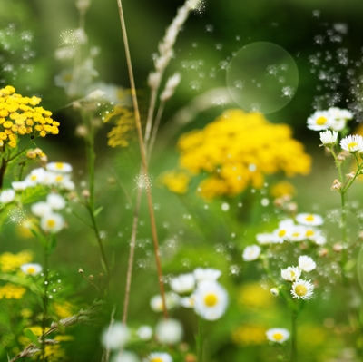 Yellow pollen dusts the air in a field