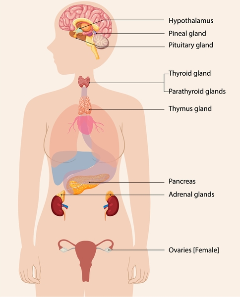 adrenal glands endocrine system
