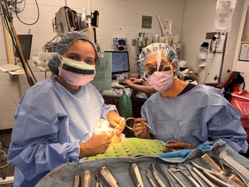 Two dentists in masks and scrubs look up from their work on a patient in the operating room.
