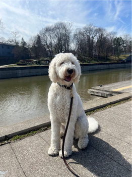A large fluffy white dog sits next to a canal.