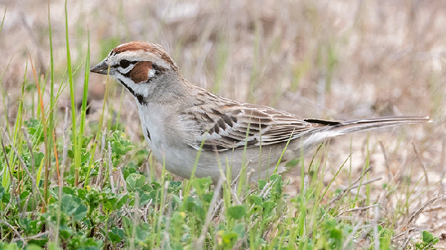 Climate change, urbanization drive major declines in L.A.’s birds