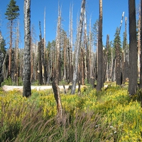 A meadow of yellow wildflowers among the burnt trunks of trees
