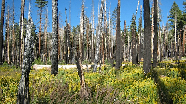 A meadow of yellow wildflowers among the burnt trunks of trees