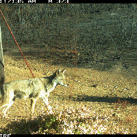Hidden cameras spot wildlife returning home after 2018 megafire