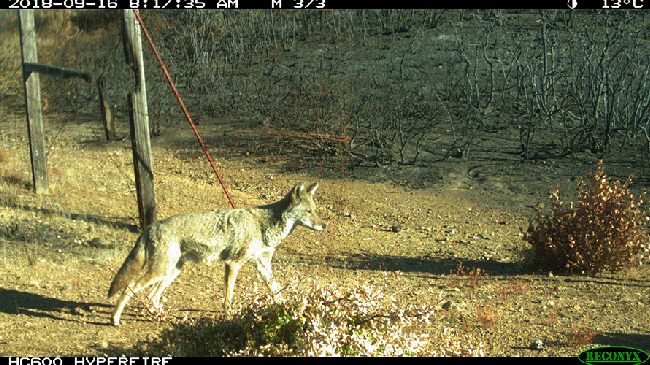 Hidden cameras spot wildlife returning home after 2018 megafire