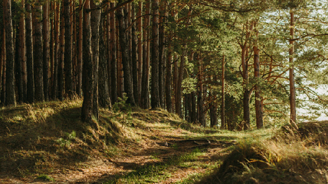 Terrestrial ecosystems significantly offset human carbon emissions