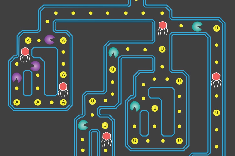 Pac-Man-like CRISPR enzymes have potential for disease diagnostics ...