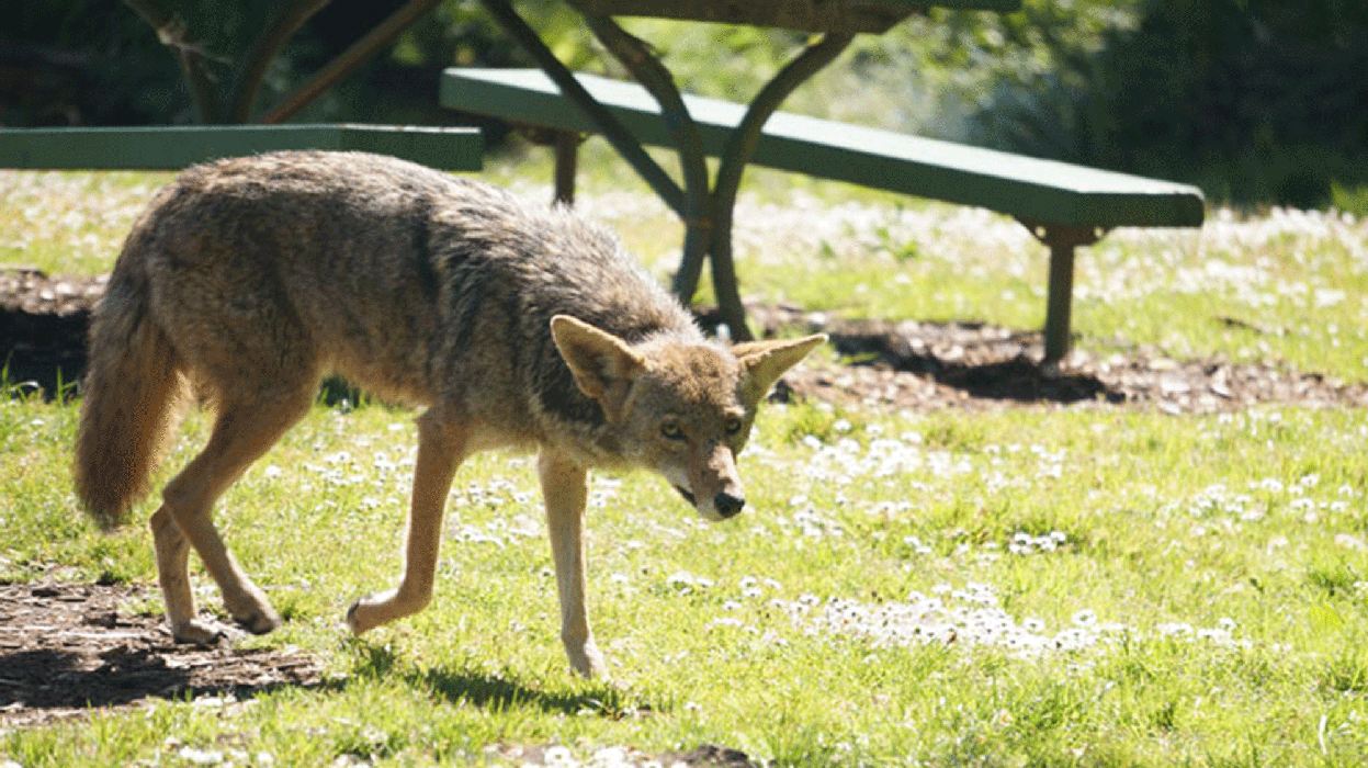 A coyote trots through a patch of grass with it's head down. A picnic table is visible behind it.