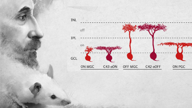 Cell types in the eye have ancient evolutionary origins
