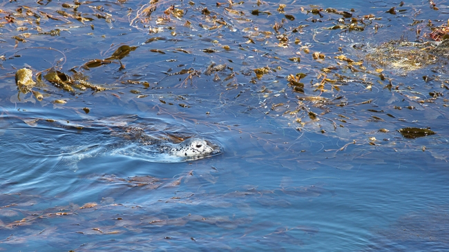 Pacific kelp forests are far older than we thought