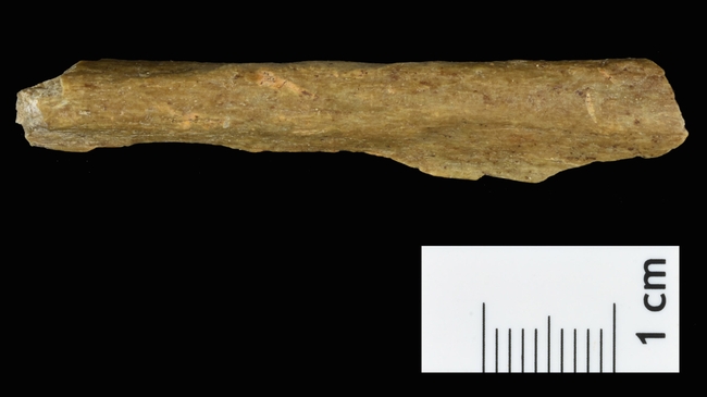 Neanderthals and humans lived side by side in Northern Europe 45,000 years ago
