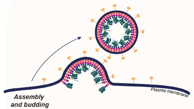 Highly targeted CRISPR delivery advances gene editing in living animals