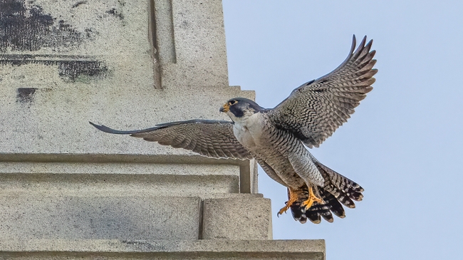 Annie the falcon's got a new valentine, naming contest starts today