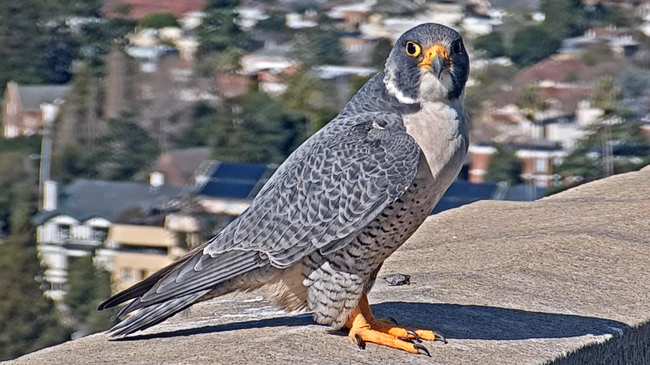 Ready, set, vote! Choose from these  four names for falcon Annie's new mate