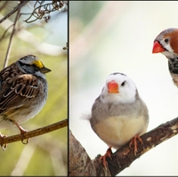 small brown bird with yellow patch near eye, and two birds with orange beaks