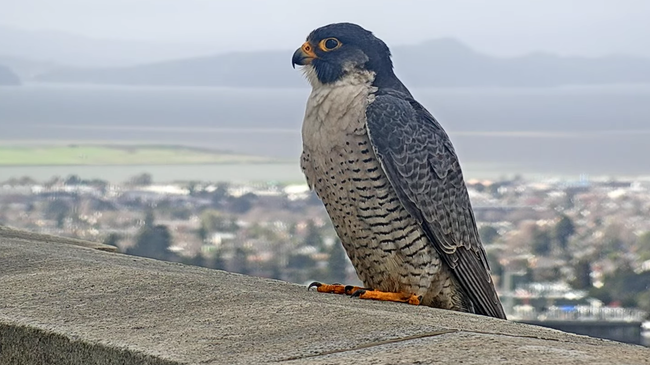 It's Archie! Contest ends to name UC Berkeley's new male peregrine falcon