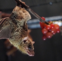 An Egyptian fruit bat hangs upside down from a branch.