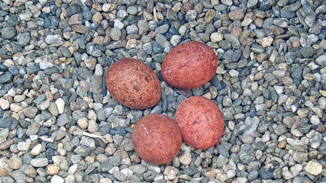 Four speckled, rust-colored eggs sit atop the UC Berkeley falcons' gravel nest atop the Campanile. They are very close together, with two of the eggs touching.