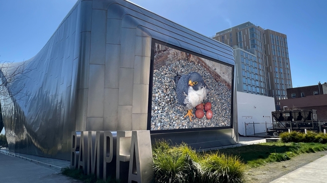 The giant outdoor screen on the BAMPFA building shows Annie with her four eggs. This is a 2023 photo from Hatch Day, an annual event when the public can come to watch the livestreamed hatching on the Campanile and ask experts questions.