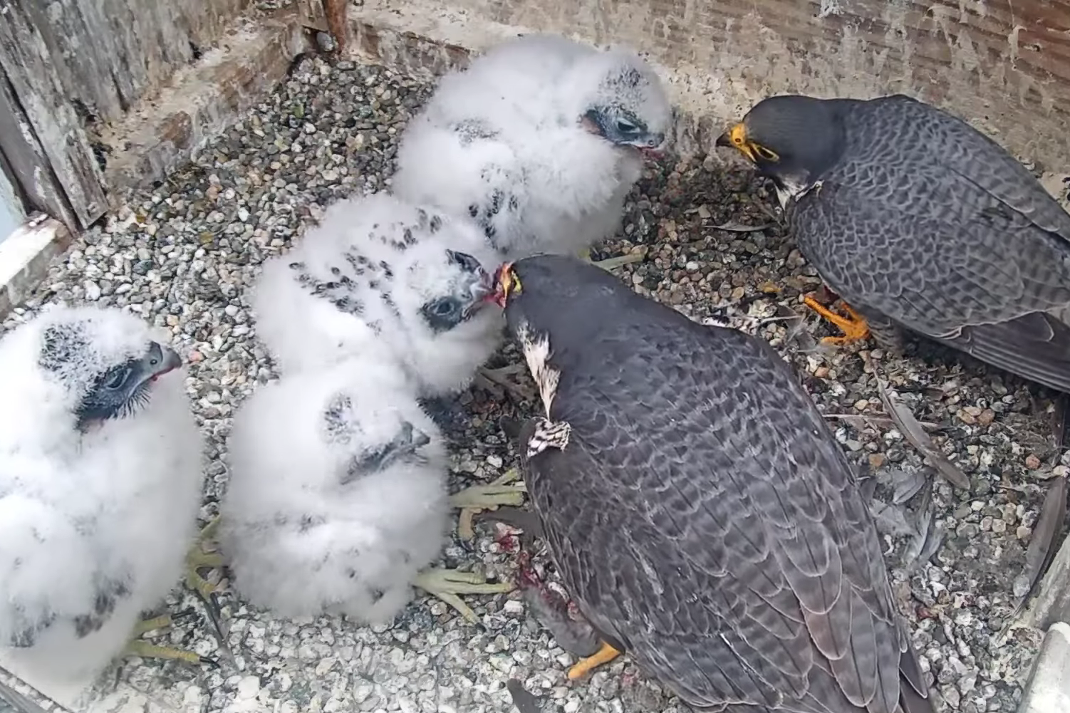 Ready, set, vote! Here are your choices to name Berkeley's new falcon quadruplets. - Vimarsana News