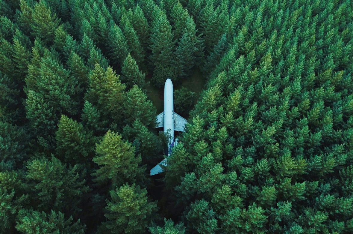 birdseye