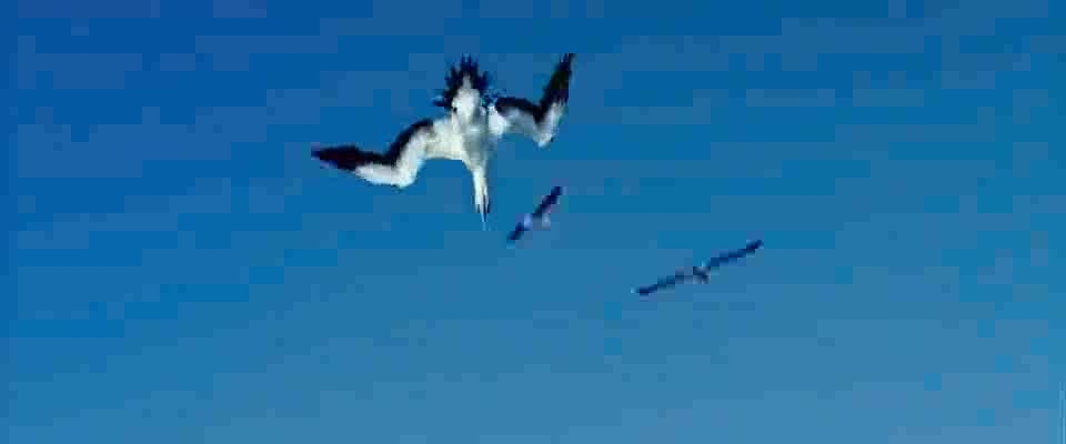 Video WMV File