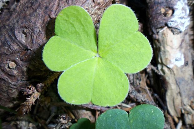 shamrock by oatsy40