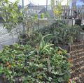 [Southern California Public Radio] Maintaining Community Garden Plot May Help Maintain Healthier Weight, Say Utah Study