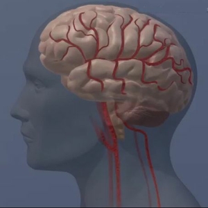 Brain illustration