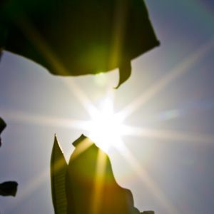 Sun and Plant