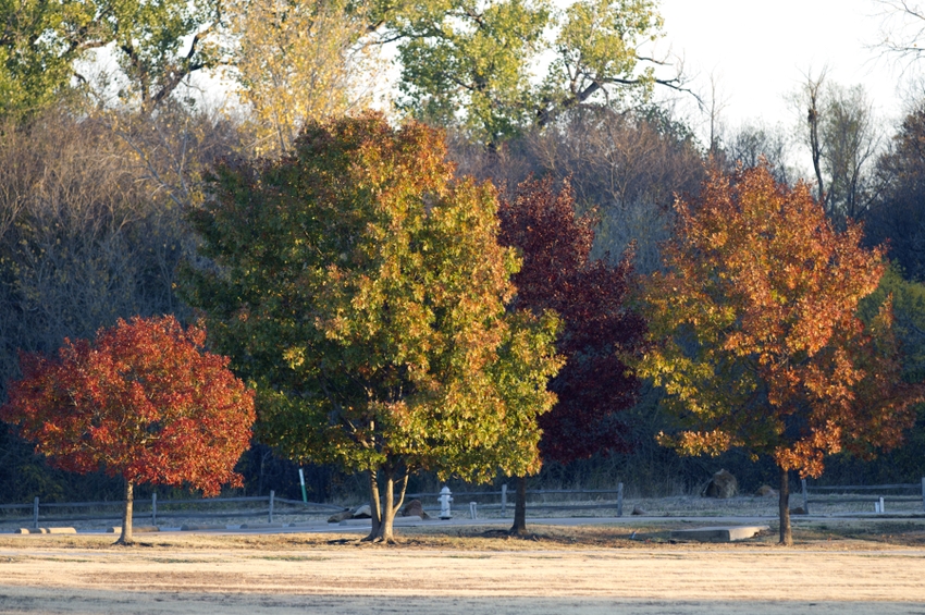 Photo | Fall colors - Trees | American Heart Association