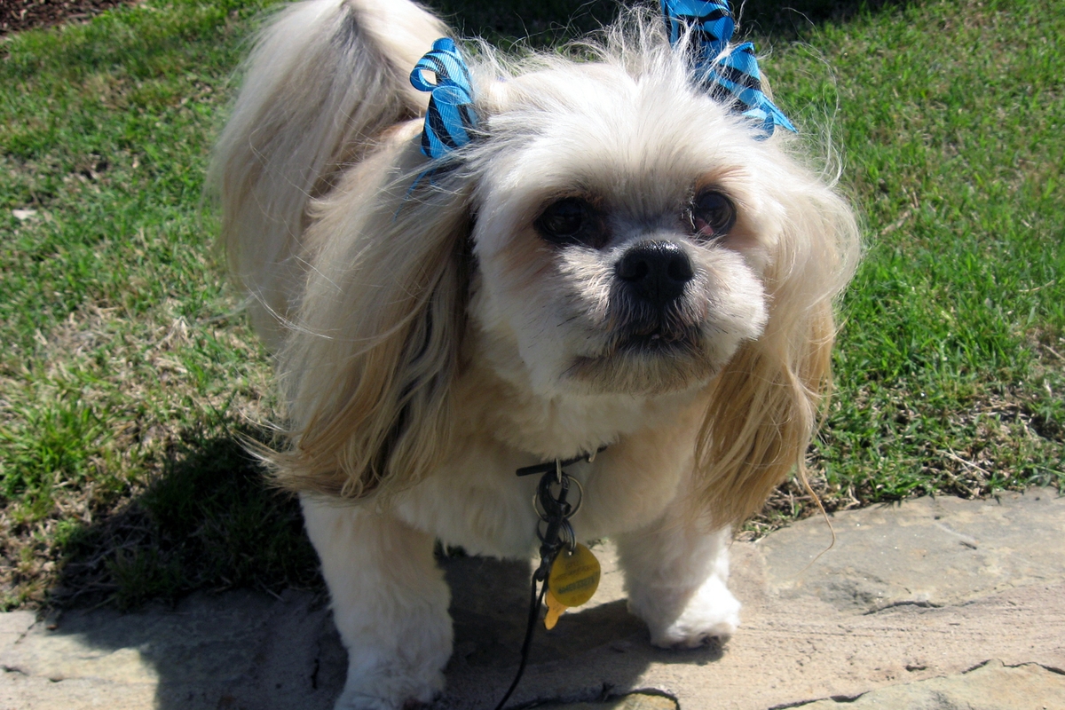 small dog on a walk